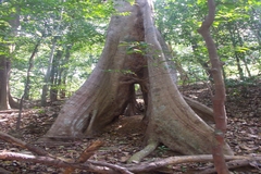 Elaeocarpus tuberculatus